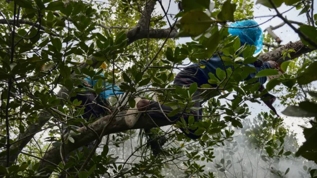 Brazil reports record low Amazon deforestation ahead of October vote