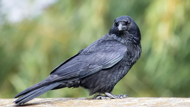 Tübingen researchers find carrion crows solve visual tasks twice as fast as primates