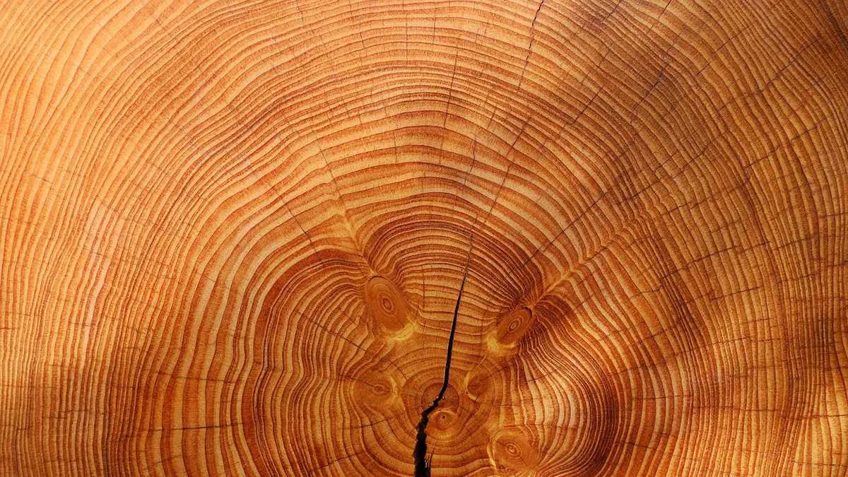 Concentric tree growth rings showing layered circular patterns with a central crack.