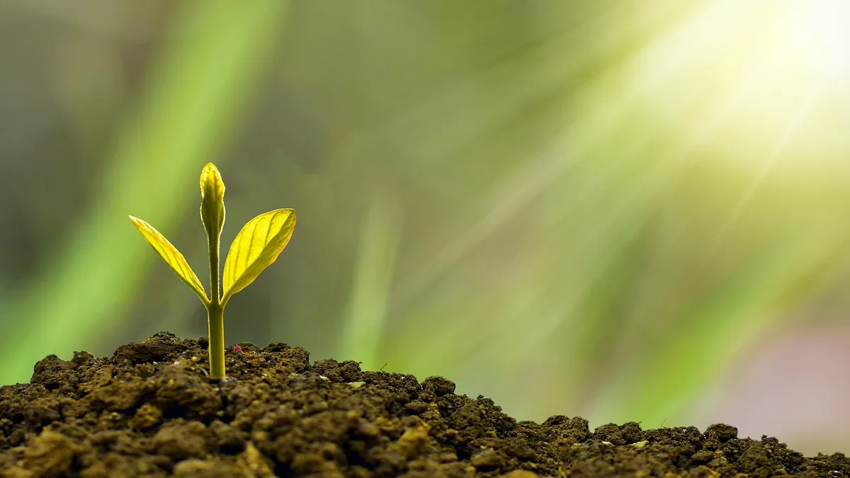 A young green sprout growing from dark soil under bright, warm sunlight with a soft green background.