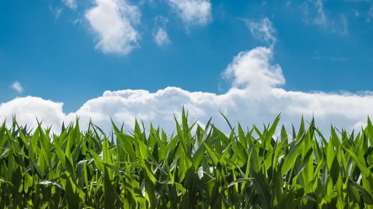 Vibrant green corn stalks stand tall against a bright blue sky filled with fluffy white clouds.