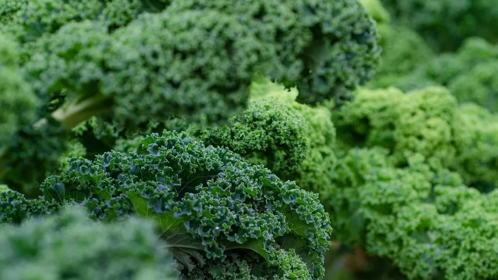 Vibrant green curly kale leaves shown in a close-up, lush botanical view.