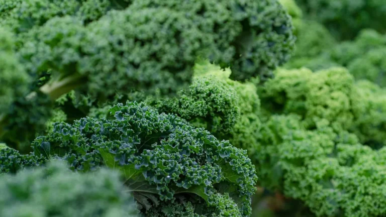Vibrant green curly kale leaves shown in a close-up, lush botanical view.