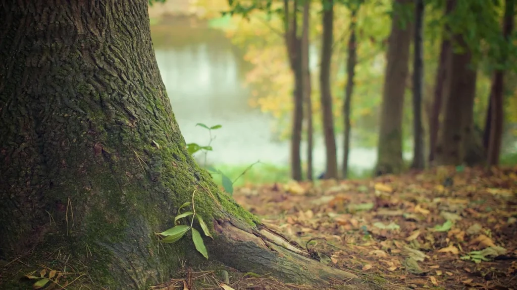 Close-up of a mossy tree trunk base with green leaves, autumn leaves on the ground, and a blurred lake background.