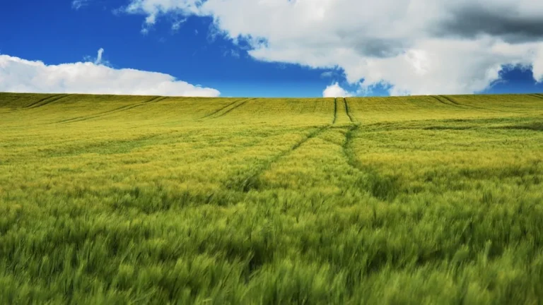 A vast green crop field under a blue sky with white clouds, showing faint tractor tracks.