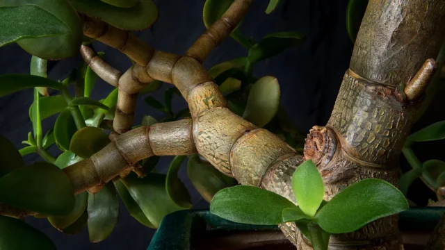 Close-up of thick, woody stems and vibrant green leaves of a jade plant succulent against a dark background.