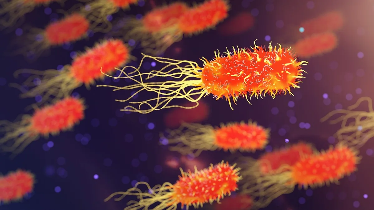 Red and orange rod-shaped microbes with yellow flagella swimming against a dark purple background.