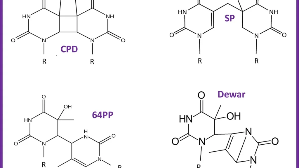 Chemical structures of key thymine UV photoproducts: CPD, SP, 64PP, and Dewar lesions.