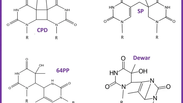 Chemical structures of key thymine UV photoproducts: CPD, SP, 64PP, and Dewar lesions.