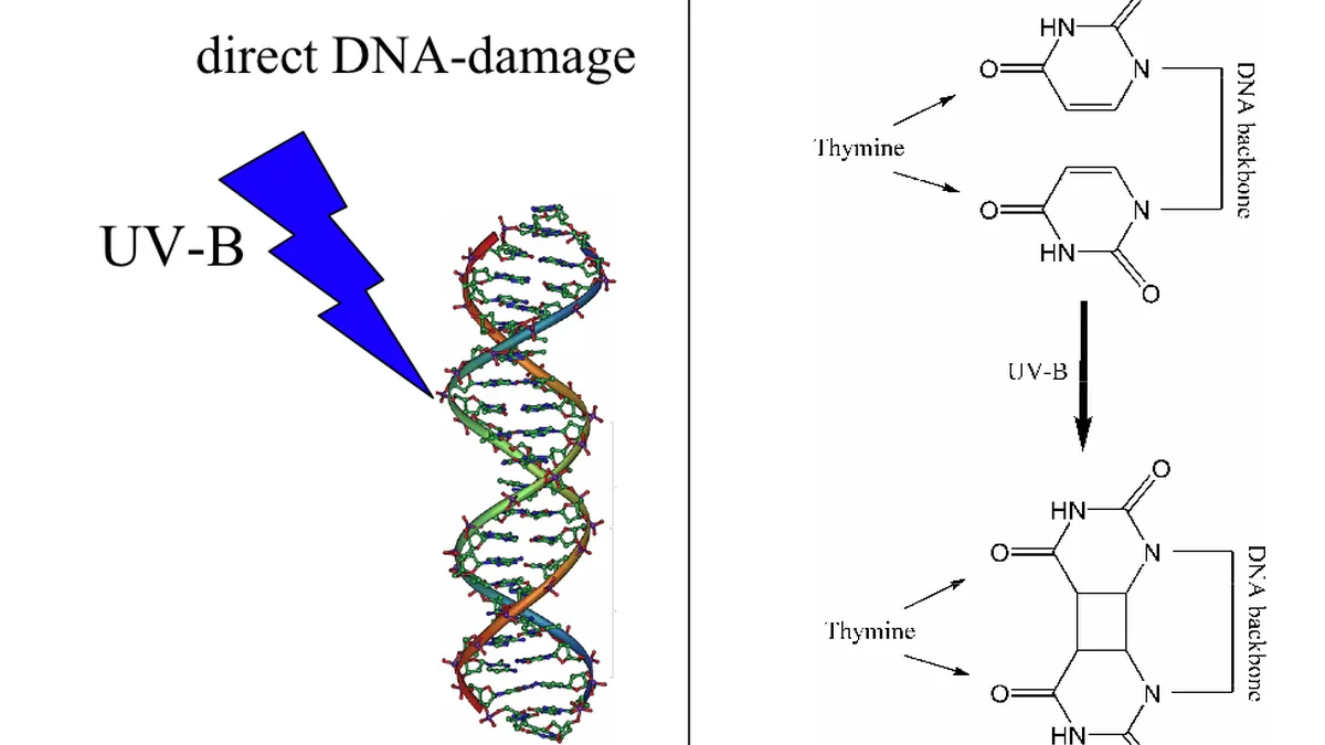 Diagram showing direct DNA damage where UV-B light causes thymine bases to form a cyclobutane dimer.
