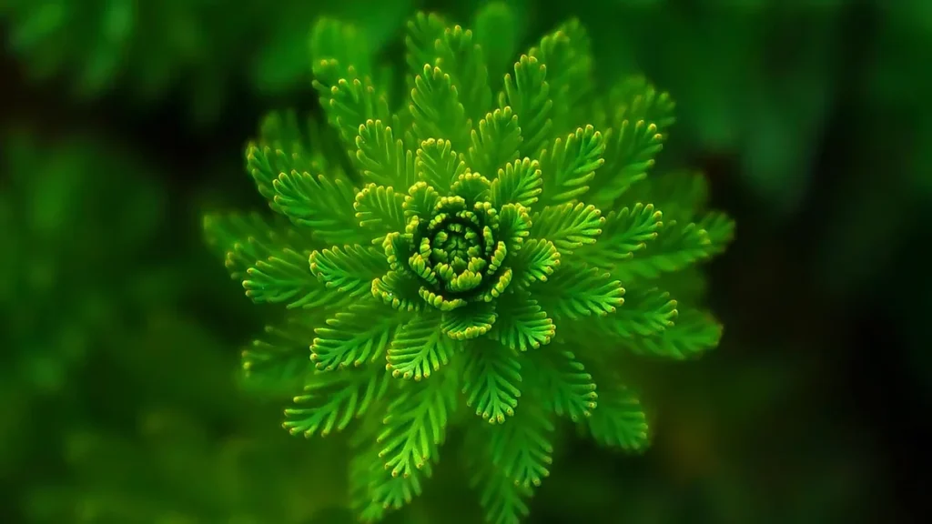Vibrant green plant showing a perfect spiral rosette pattern of feathery leaves in a macro close-up.