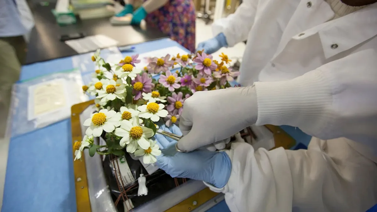 Researchers in white coats and gloves carefully handle white and purple flowers on a scientific tray.