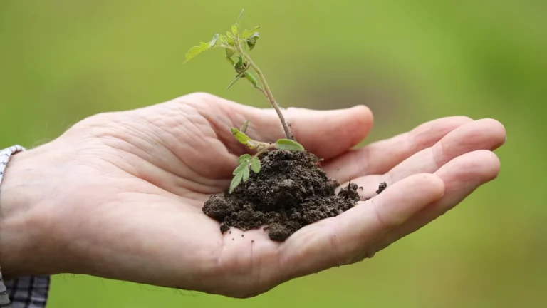 Hand holding a small green seedling in dark soil against a soft green background.